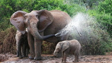 Elephant Bathing His Little Calf HD Wallpaper