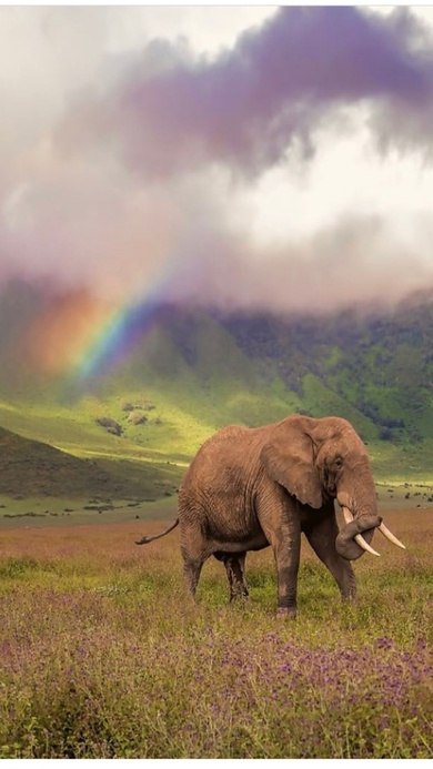 Elephant During Rainbow in Forest