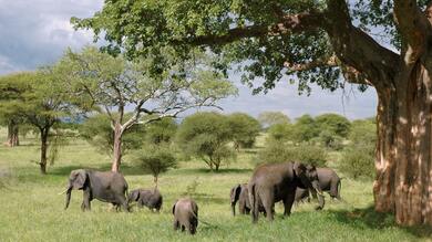 Elephant Family Image