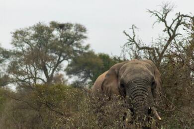 Elephant in Forest Image