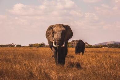 Elephant in Jungle