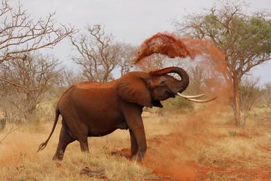 Elephant Playing in Sand