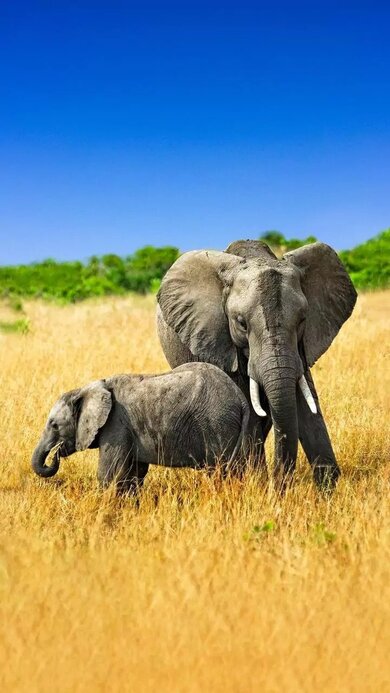 Elephant with Baby Animal Photo