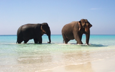 Elephants Enjoying in Ocean