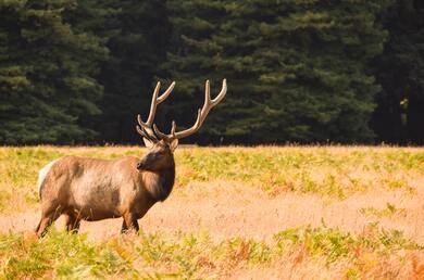 Elk Deer in Jungle Photo