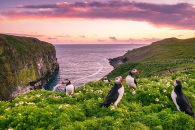 England Puffin Birds Wallpaper
