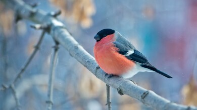 Eurasian Bullfinch Sitting on Tree