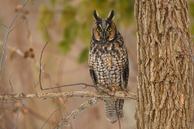 Eurasian Eagle Owl with Long Eared