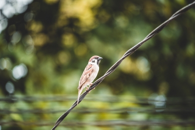 Eurasian Tree Sparrow Bird Photography