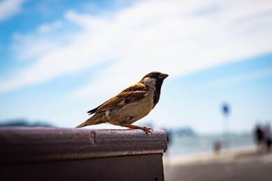 Eurasian Tree Sparrow Bird Sitting 5K Photo