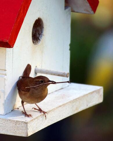 Eurasian Wren Bird Photography