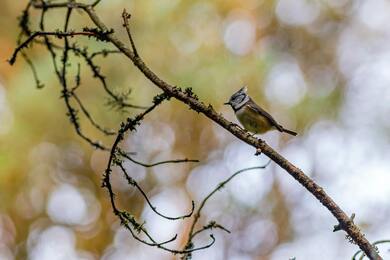 European Crested Tit Bird Sitting on Tree