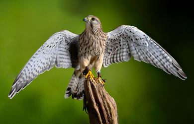 European Kestrel Wings Photo