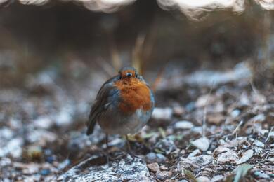 European Robin Bird 5K Photo