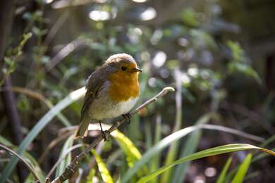 European Robin Bird in Farm Photo