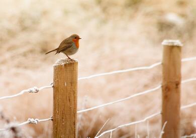 European Robin Bird Sitting on Fence