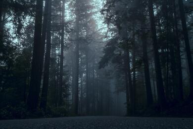 Evening Road Between Jungle