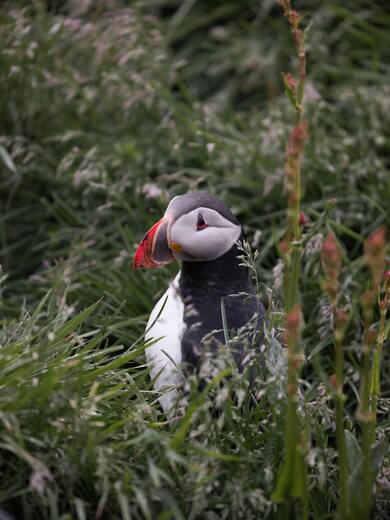 Exotic Puffin Bird Sitting in Green Grass