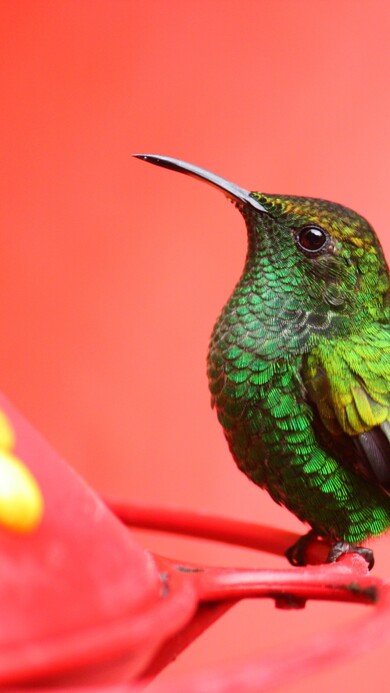 Exotic Tropical Nature Bird Image