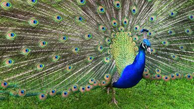 Fabulous Peacock Ultra HD Wallpaper