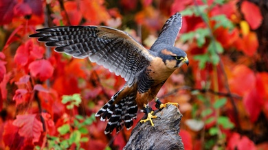 Falcon Bird Spreading Her Wings