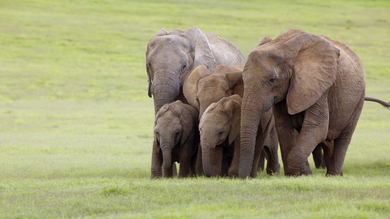 Family of Elephant Herd