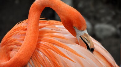 Flamingo Bird 4K Ultra HD Desktop Wallpaper