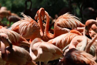 Flamingo Bird Full HD Photo