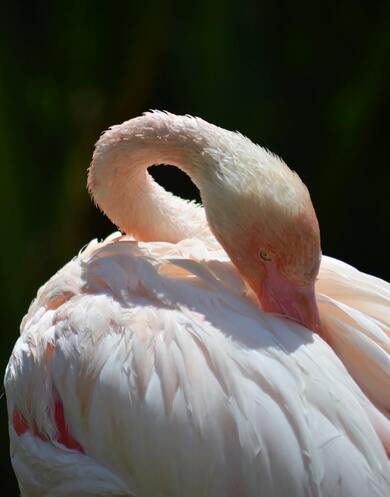 Flamingo Bird Mobile Wallpaper