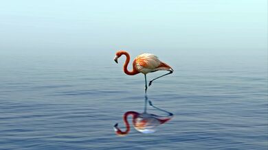 Flamingo Bird Reflection on Lake