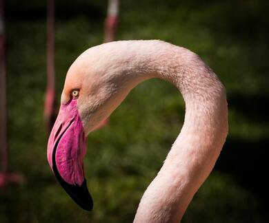 Flamingo Closeup HD Photo