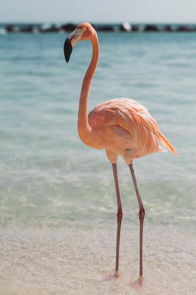 Flamingo Mobile Wallpaper