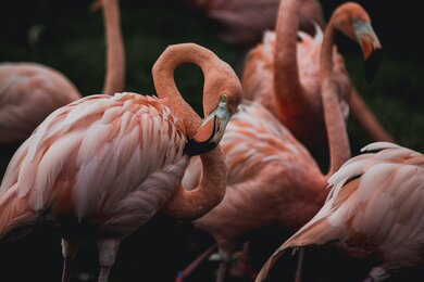 Flamingo Scratching Image