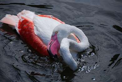 Flamingo Swimming In River 4K Wallpaper