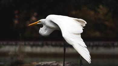 Flock Heron 4K Photo