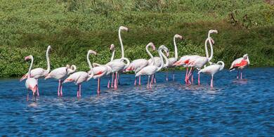 Flock of Flamingos in Body of Water 4K