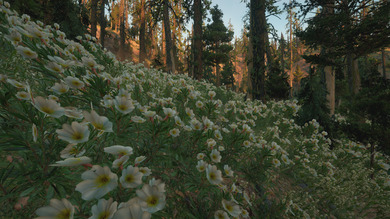 Flower Garden on Hill