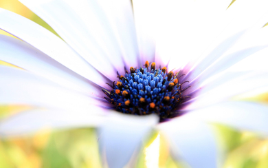 Flower Macro Photography