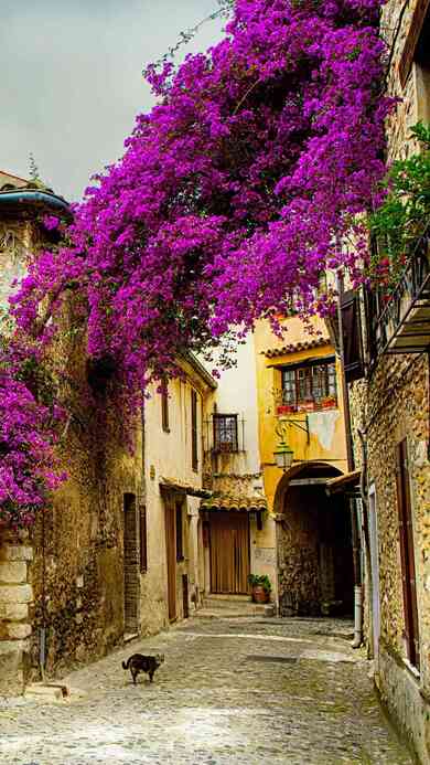 Flower Plant on City Street