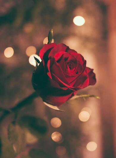 Flower Rose Mobile Background