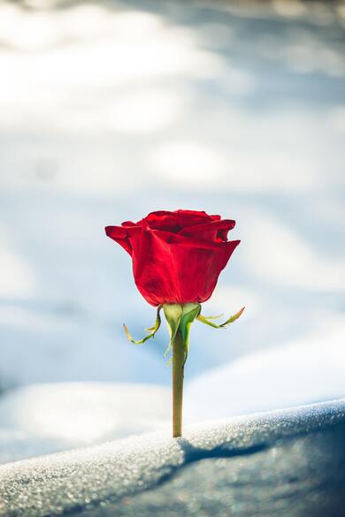 Flower Rose Portrait Pic