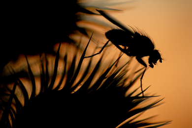 Fly at Sunset