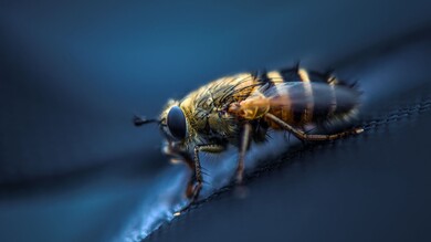 Fly Insect Macro Eye Wings