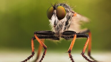 Fly Insect Macro Photography