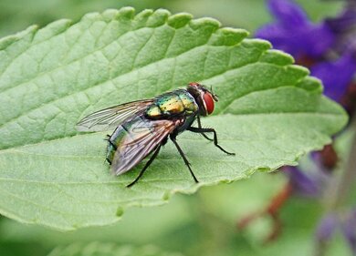 Fly Insect on Leaf Pic