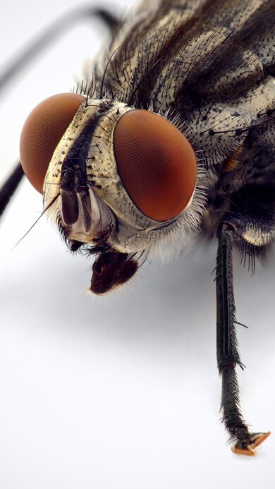 Fly Macro Eye Insects White Background