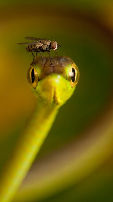 Fly Seating on Snake Macro Image