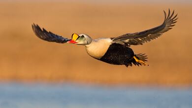 Flying Bird Above Lake