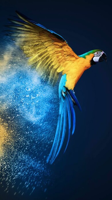 Flying Bird Parrot Mobile Photo