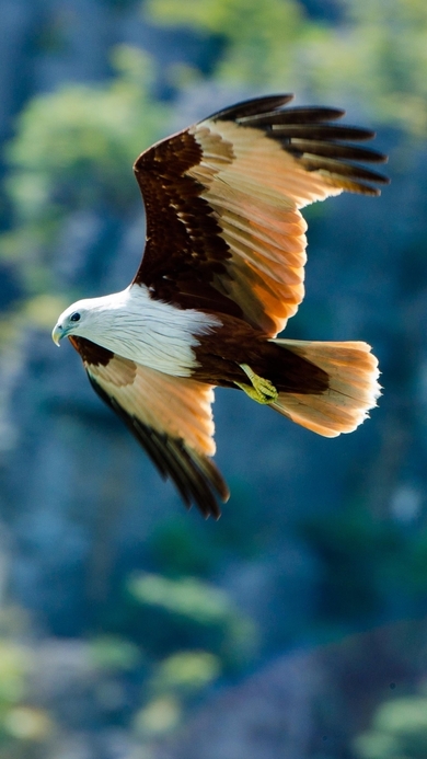 Flying Eagle Mobile Pic